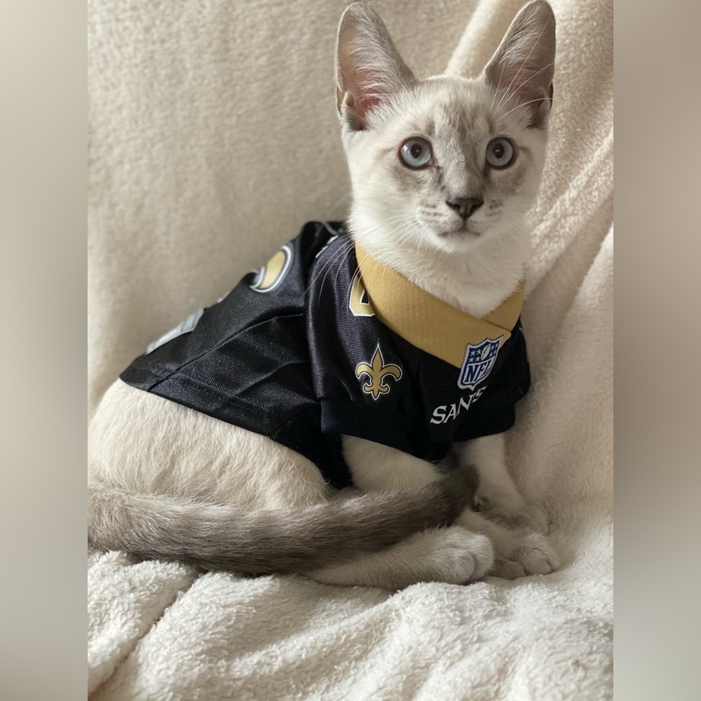 NFL Official New Orleans Saints  extra small pet jersey - Purrfect for kittens!
